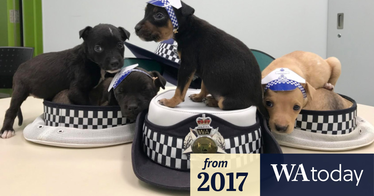 These rescued puppies need a new home Can you help?